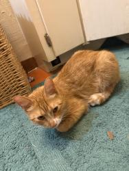 Lost Male Cat last seen slaughter creek dr near piñon, Austin, TX 78748