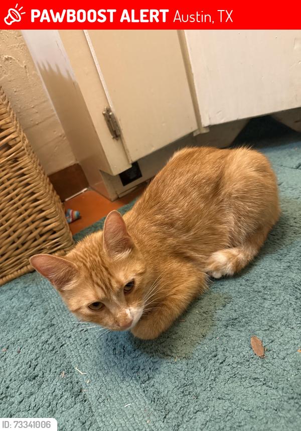 Lost Male Cat last seen slaughter creek dr near piñon, Austin, TX 78748