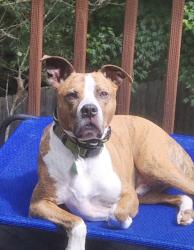Reunited Male Dog last seen Riceville, Asheville, NC 28805