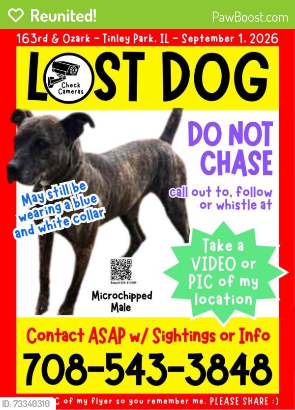 Reunited Male Dog last seen 163rd & Ozark, Tinley Park, Tinley Park, IL 60477
