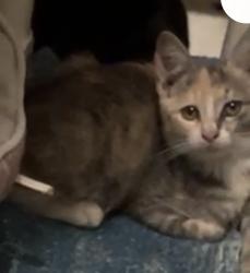 Lost Female Cat last seen SW 69th AVE & 10TH ST, Pembroke Pines, FL 33025