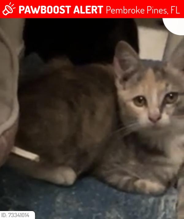 Lost Female Cat last seen SW 69th AVE & 10TH ST, Pembroke Pines, FL 33025