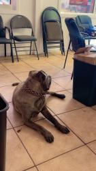 Reunited Male Dog last seen Near Seven Mile E, Detroit, MI 48234, Detroit, MI 48234
