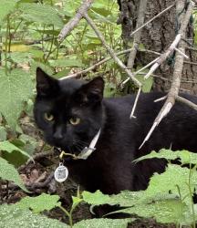 Lost Male Cat last seen Rogers Road, York, ME 03909