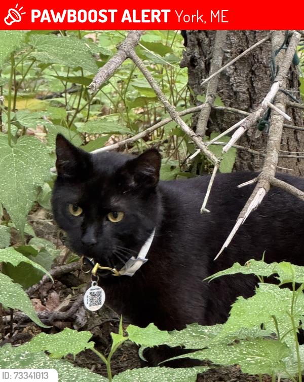 Lost Male Cat last seen Rogers Road, York, ME 03909