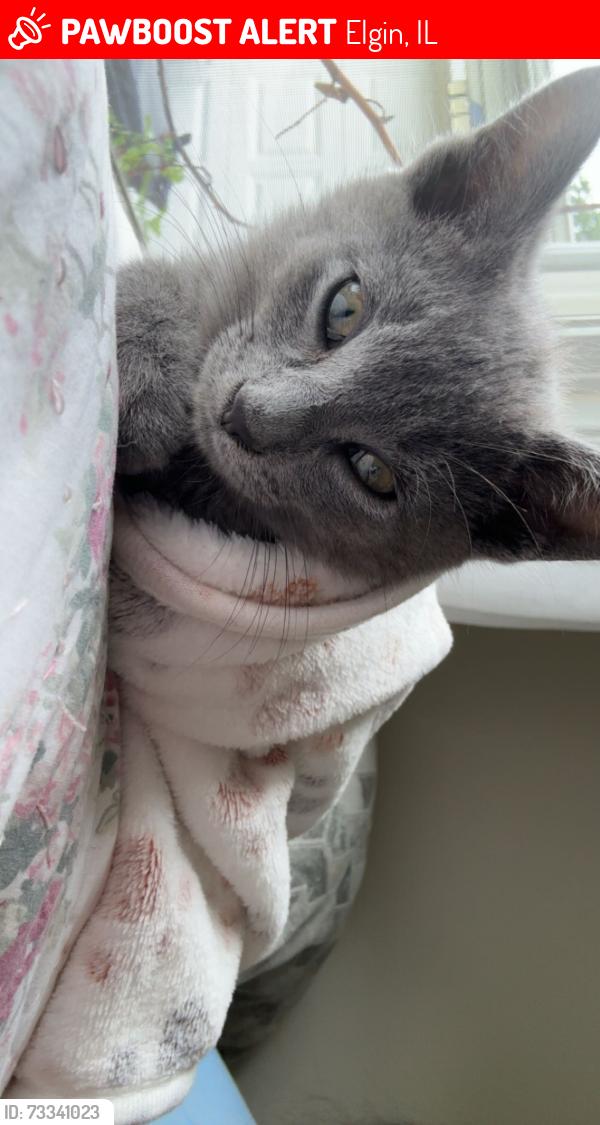 Lost Male Cat last seen Morgan and Wilcox, Elgin, IL 60123