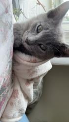 Lost Male Cat last seen Morgan and Wilcox, Elgin, IL 60123
