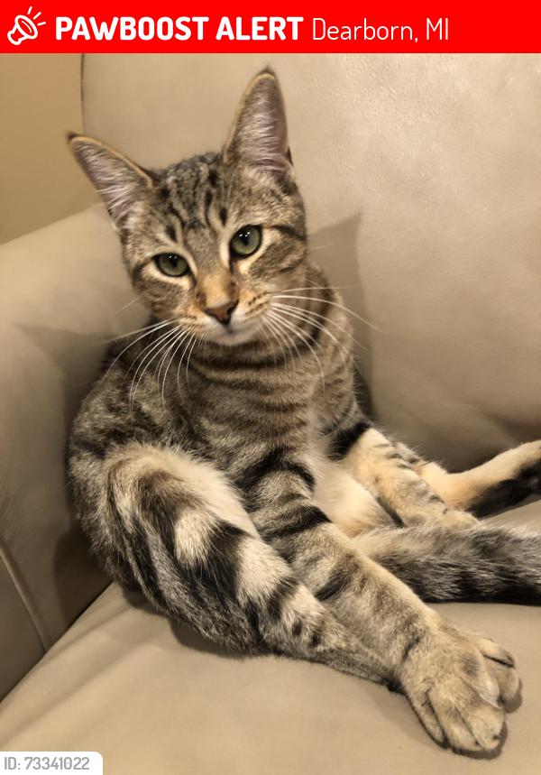 Lost Male Cat last seen Miller rd and Warren ave, Dearborn, MI 48126