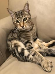 Lost Male Cat last seen Miller rd and Warren ave, Dearborn, MI 48126