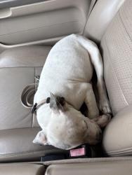 Reunited Female Dog last seen Vineyard ave, Oxnard, CA 93036