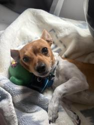 Reunited Male Dog last seen 126th avenue an 24st street by landover commons, Vancouver, WA 98682
