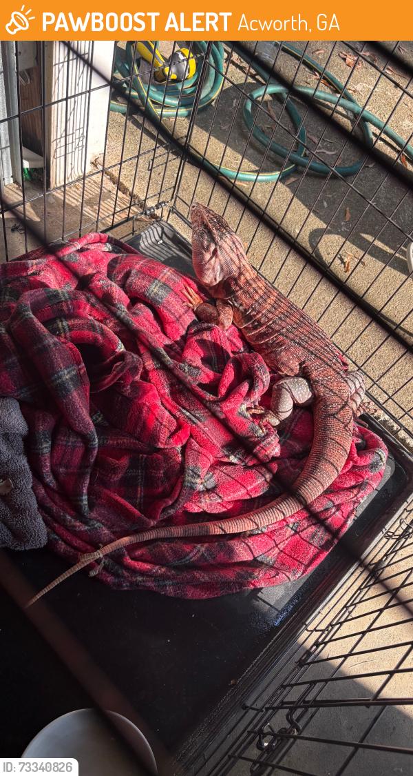 Rehomed Unknown Reptile last seen Cedarcrest rd, Acworth, GA 30101