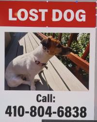 Lost Female Dog last seen Sagamore Forest Lane, Glyndon, MD 21136
