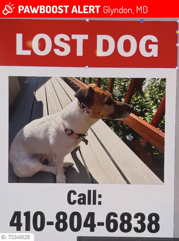 Lost Female Dog last seen Sagamore Forest Lane, Glyndon, MD 21136