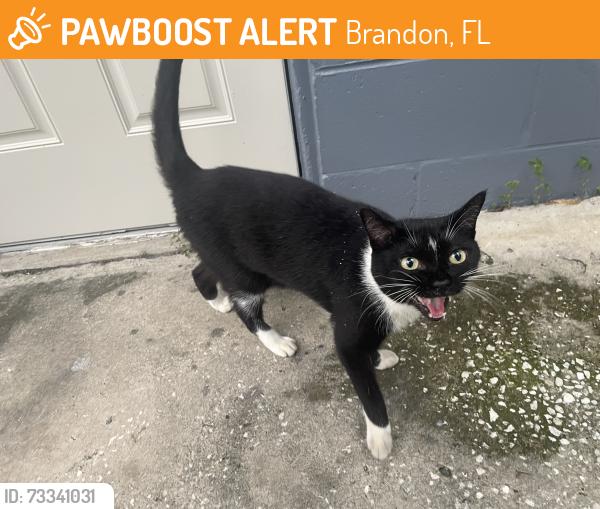Found/Stray Female Cat last seen S kings ave, Brandon, FL 33511