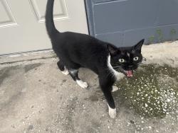 Found/Stray Female Cat last seen S kings ave, Brandon, FL 33511