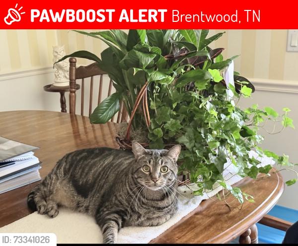 Lost Female Cat last seen The Landings at Brentwood, Brentwood, TN 37027