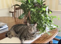 Lost Female Cat last seen The Landings at Brentwood, Brentwood, TN 37027