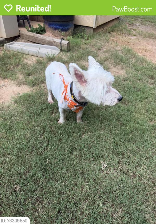 Reunited Male Dog last seen Bogan Meadows Drive, Buford, GA 30519