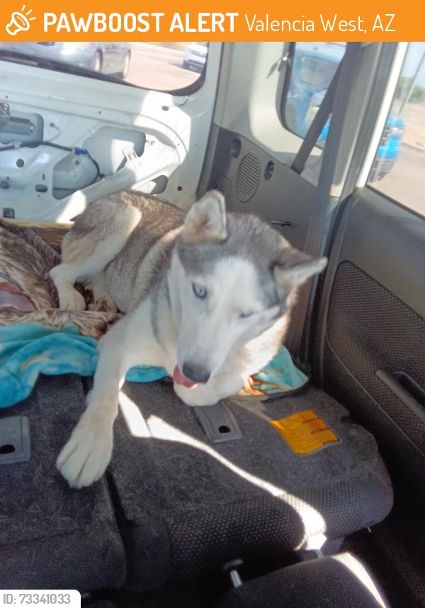 Found/Stray Female Dog last seen Ivy mountain Way Tucson 85757, Valencia West, AZ 85757