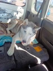 Found/Stray Female Dog last seen Ivy mountain Way Tucson 85757, Valencia West, AZ 85757