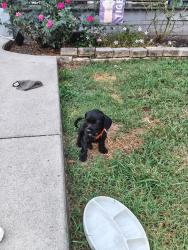 Found/Stray Male Dog last seen Found near Legacy Early College, Greenville, SC 29611