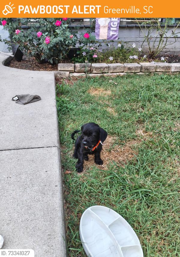 Found/Stray Male Dog last seen Found near Legacy Early College, Greenville, SC 29611