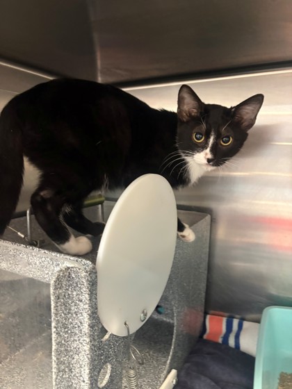 Shelter Stray Male Cat last seen Near E Henderson, District 3 - East Cleburne, TX, 2375 Service Dr, Cleburne, TX 76033, USA
