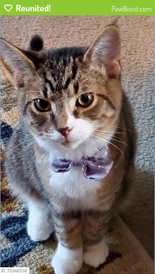 Reunited Male Cat last seen Near diamond rock ct, Ira Township, MI 48023