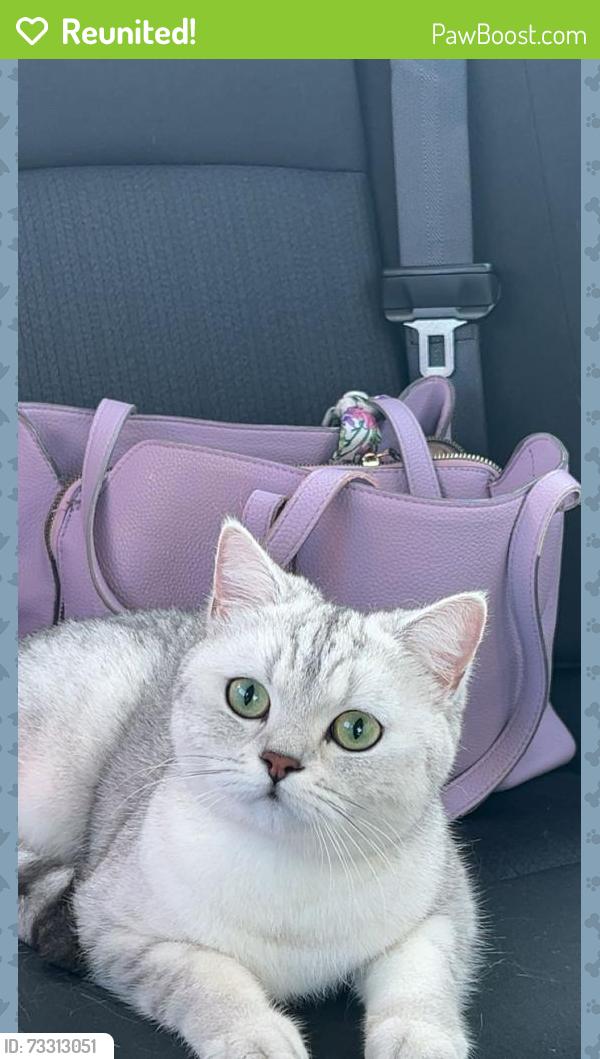 Reunited Female Cat last seen Near Military Road, Lot 27, Tonawanda, Buffalo, NY, Buffalo, NY 14217