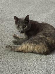 Lost Female Cat last seen Meadow Grove Trail & Bent Trail Dr, Ann Arbor, MI 48108