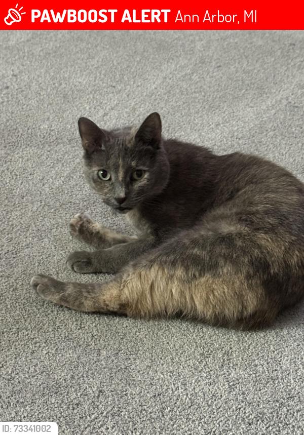 Lost Female Cat last seen Meadow Grove Trail & Bent Trail Dr, Ann Arbor, MI 48108