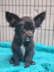 Shelter Stray Male Dog last seen E Preston McDaniel, PICKENS COUNTY, SC, 193 County Farm Rd, Pickens, SC 29671, USA