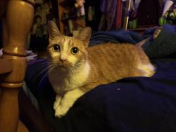 Lost Female Cat last seen Near Carle street in my backyard, Ajax, ON L1T 3T8