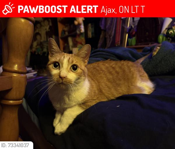 Lost Female Cat last seen Near Carle street in my backyard, Ajax, ON L1T 3T8