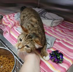 Shelter Stray Male Cat last seen Near West Bay Ave, 21226, MD, 2490 Giles Rd, Baltimore, MD 21225, USA