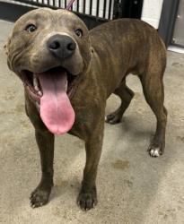 Shelter Stray Male Dog last seen , , OH, 9203 Detroit Ave, Cleveland, OH 44102, USA