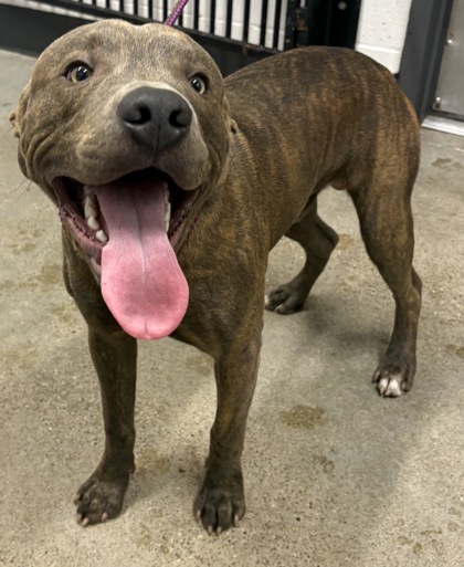 Shelter Stray Male Dog last seen , , OH, 9203 Detroit Ave, Cleveland, OH 44102, USA