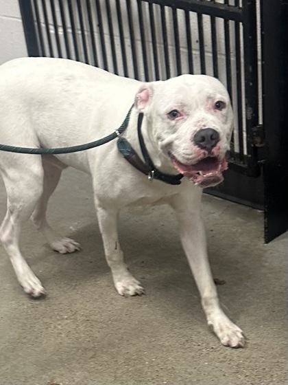 Shelter Stray Male Dog last seen Near W 32, 2nd District, OH, 9203 Detroit Ave, Cleveland, OH 44102, USA