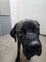 Shelter Stray Female Dog last seen Near Doscher Avenue, City of Charleston, SC, 2455 Remount Rd, North Charleston, SC 29406, USA