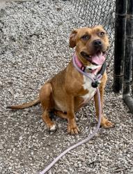 Shelter Stray Female Dog last seen , , GA, 3280 Chamblee Dunwoody Rd, Chamblee, GA 30341, USA