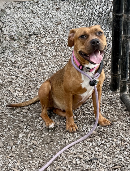Shelter Stray Female Dog last seen , , GA, 3280 Chamblee Dunwoody Rd, Chamblee, GA 30341, USA