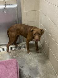 Shelter Stray Male Dog last seen Near Maplewood Road, Berkeley County, SC, 2455 Remount Rd, North Charleston, SC 29406, USA