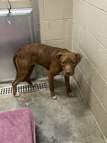 Shelter Stray Male Dog last seen Near Maplewood Road, Berkeley County, SC, 2455 Remount Rd, North Charleston, SC 29406, USA