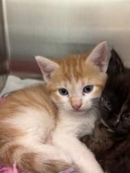 Shelter Stray Male Cat last seen E 256th and E 33rd, HC Strays by Out of County Residents, IN, 10501 Hague Rd, Fishers, IN 46038, USA