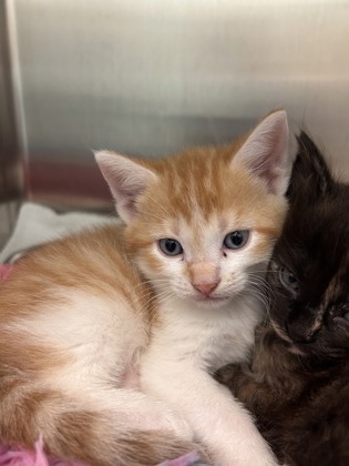Shelter Stray Male Cat last seen E 256th and E 33rd, HC Strays by Out of County Residents, IN, 10501 Hague Rd, Fishers, IN 46038, USA