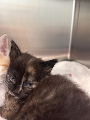 Shelter Stray Female Cat last seen E 256th and E 33rd, HC Strays by Out of County Residents, IN, 10501 Hague Rd, Fishers, IN 46038, USA
