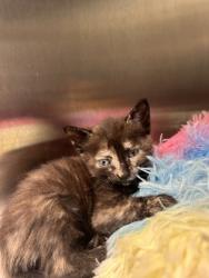 Shelter Stray Female Cat last seen E 256th and E 33rd, HC Strays by Out of County Residents, IN, 10501 Hague Rd, Fishers, IN 46038, USA