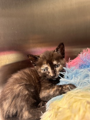 Shelter Stray Female Cat last seen E 256th and E 33rd, HC Strays by Out of County Residents, IN, 10501 Hague Rd, Fishers, IN 46038, USA