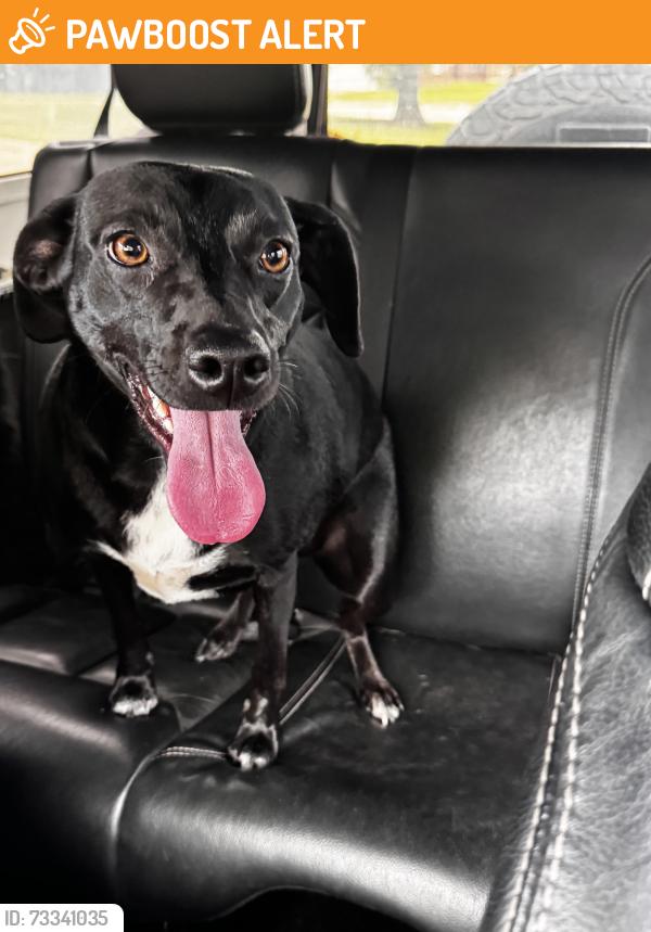 Found/Stray Female Dog last seen Glades Lane, Escambia County, FL 32507